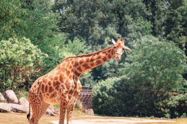 Doğada yürüyen komik yetişkin zürafa