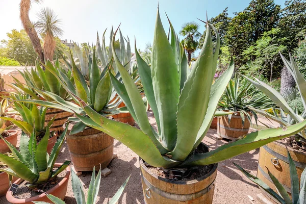 Agave Cactuses v otevřené botanické zahradě — Stock fotografie