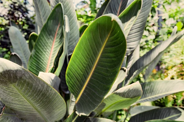 Strelitzia reginae plant blad in botanische tuin — Stockfoto