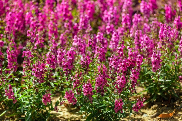 Flores de tomilho roxo no jardim botânico — Fotografia de Stock