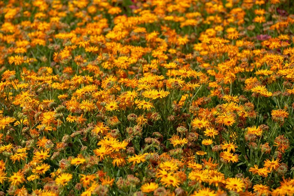 植物園のカラフルなコスモスビピナタスの花畑 — ストック写真