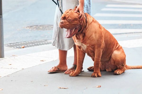 Vista de cerca de bulldog divertido y espeluznante en la calle de la ciudad. Enfoque suave — Foto de Stock