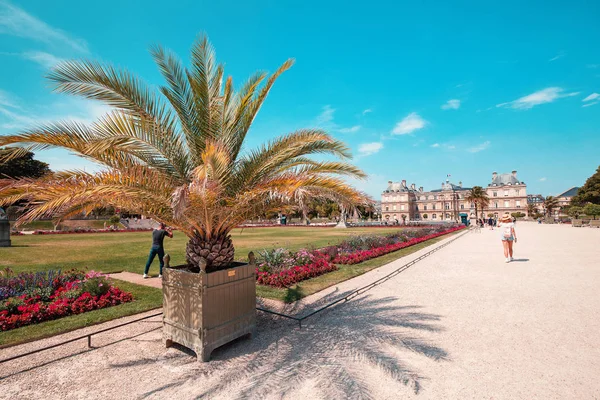 26. červenec 2019, Paříž, Francie: Lucemburský palác a dekorativní palmy — Stock fotografie