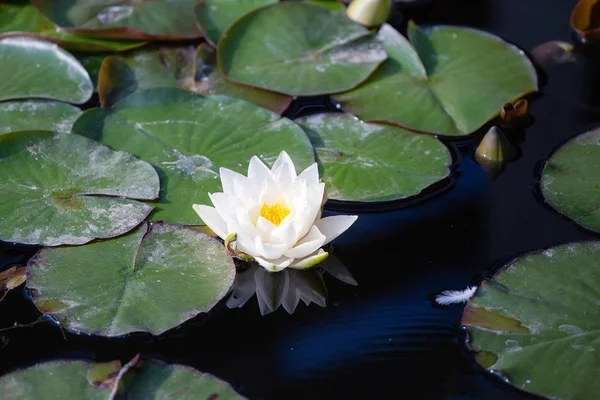 lily flowers in dark water of the lake