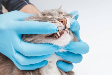 Veteriner dişçi klinikteki kedinin dişlerinin durumunu ve sağlığını kontrol eder. Evcil hayvanınızın sağlığı ve ömrü