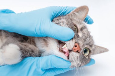 Veteriner dişçi klinikteki kedinin dişlerinin durumunu ve sağlığını kontrol eder. Evcil hayvanınızın sağlığı ve ömrü