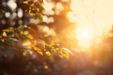 Arka planda güneşli bir parıltı olan bir huş ağacı dalı. Bir doğa parkında sakin bir akşam.