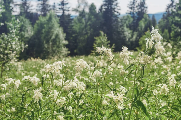 Flores Meadowsweet Crescem Prado Selvagem Uma Colina Uma Planta Medicinal — Fotografia de Stock