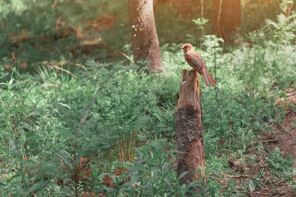 Kuksha Bird Siberian Jay Sitting Stump Summer Forest — Stock Photo, Image