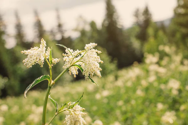 Flores Meadowsweet Crescem Prado Selvagem Uma Colina Uma Planta Medicinal — Fotografia de Stock