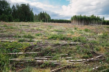Ormandaki geniş bir açıklıkta ağaçları kesip inceltiyorlar. Çevresel sorunlar ve doğal felaketler kavramı