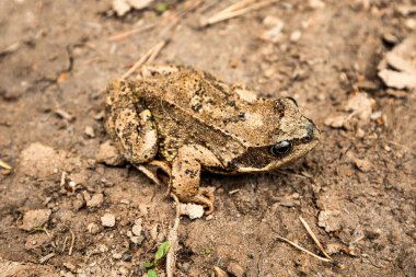 Kamuflaj boyalı bir kara kurbağası bataklıktaki bir yol ile neredeyse renk değiştiriyor.