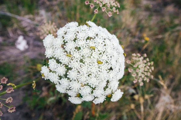 花のある傘の植物が閉じます — ストック写真