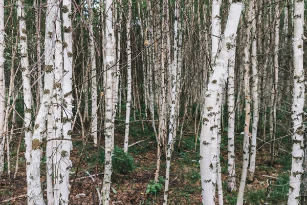 Grosor Impenetrable Con Sotobosque Madera Abedul Concepto Ciencia Forestal Sus — Foto de Stock