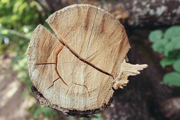 Detail View Cut Tree Trunks Forest Service Concentric Circles Show — Stock Photo, Image