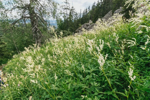 Loukosladké Květy Rostou Divoké Louce Kopci Cenná Léčivá Rostlina Bylinný — Stock fotografie