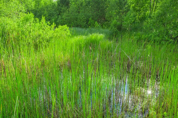 Plantas Pantano Ecosistema Acuático Del Parque Natural — Foto de Stock