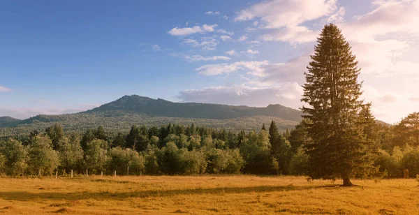 Panorámás Táj Tajga Erdő Egy Alacsony Hegy Vagy Hegy Urál — Stock Fotó