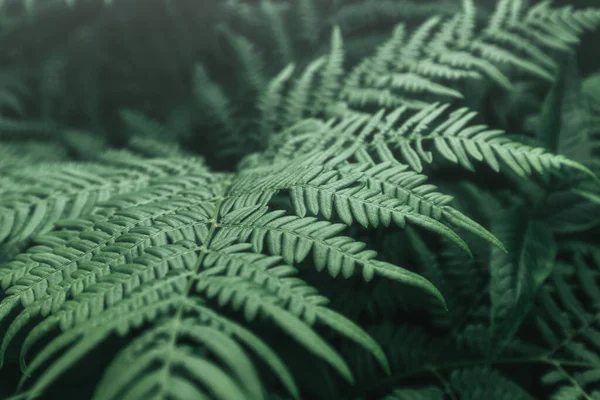 シダの葉の抽象的なクローズアップビュー 緑の処女と新鮮な自然の概念 — ストック写真