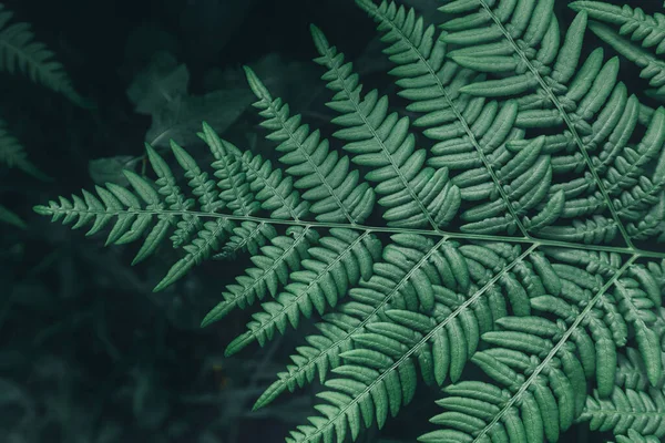 シダの葉の抽象的なクローズアップビュー 緑の処女と新鮮な自然の概念 — ストック写真