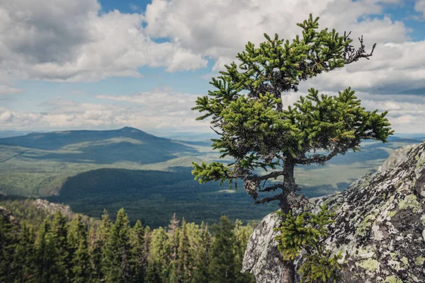 Panoramatická Krajina Skalnatého Pohoří Jedle Divokých Horách Krajina Národního Parku — Stock fotografie