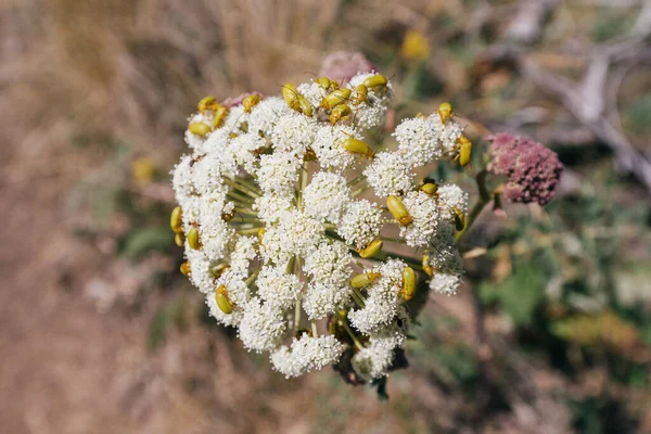 緑の害虫の大規模なコロニーカブトムシは野生の傘の植物を食べる 植物の病気と生態系のバランス — ストック写真