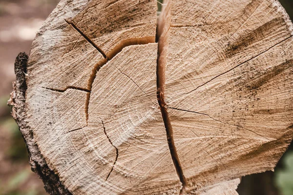 森林サービスで伐採された木の幹の詳細ビュー 中央の円は木の樹齢を示しています — ストック写真