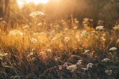 Güneşin doğuşunda karışık bir çayır. Çiftlikteki çiftlik hayvanları için tıbbi otlar ve otlaklar.