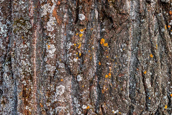 Textur Der Rinde Eines Alten Riesigen Baumes Wald Hintergrund Für — Stockfoto