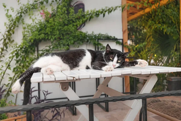 Gato Perezoso Duerme Una Mesa Café Durante Una Siesta —  Fotos de Stock
