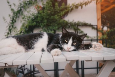 Tembel bir kedi Siesta sırasında bir kafede bir masada uyur.
