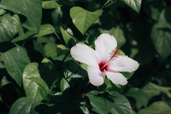 Fiore Bianco Ibisco Nell Orto Botanico Del Parco — Foto Stock