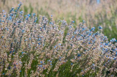 Tarlada lavanta tomurcuklanıyor. Temel petrol üretimi için organik tarlalar