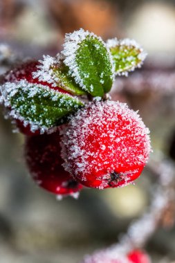 Kış holly berrie. Beyaz - kırmızı holly Karpuzu üzerinde beyaz buz buzlu