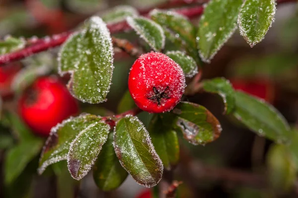 Berry Holly Winter Branco Bagas Azevinho Vermelhas Geadas Uma Geada — Fotografia de Stock