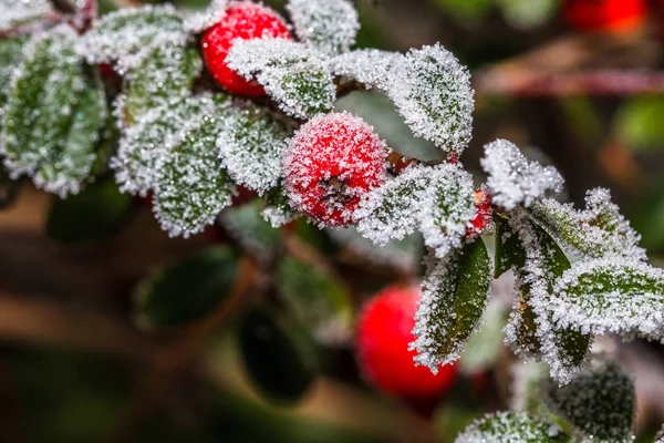 Winter Holly Berrie White Frosted Red Holly Berries White Frost — Stock Photo, Image