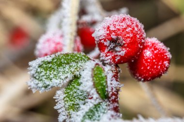 Kış holly berrie. Beyaz buzlu ve karlı dal kırmızı holly Karpuzu 