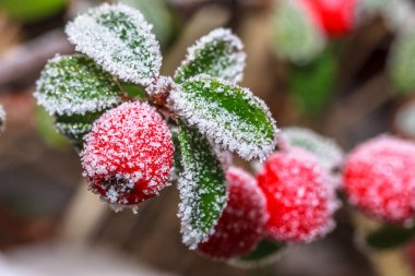 Kış holly berrie. Beyaz buzlu ve karlı dal kırmızı holly Karpuzu 