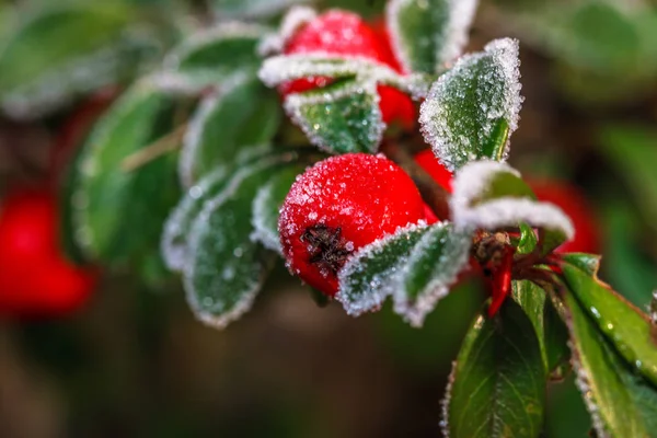 Winterholzbeere Weiß Gefrostet Und Schneebedeckter Zweig Rote Stechpalmenbeeren — Stockfoto