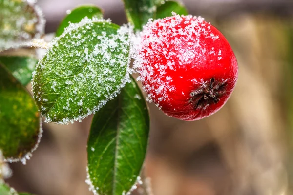 Winter Holly Berrie White Frosted Snowy Twig Red Holly Berries — Stock Photo, Image