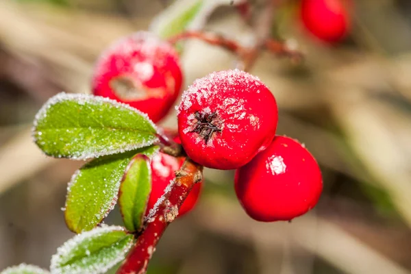 Winter Holly Berrie White Frosted Snowy Twig Red Holly Berries — Stock Photo, Image