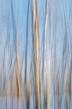 Soyut bulanık kış huş ağaçları. Mavi, beyaz ve sarı çizgili arka plan. 