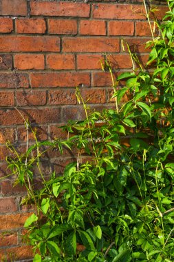 Arka plan. Kırmızı tuğla duvarda groving doğal gür yeşil sarmaşık
