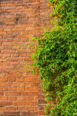 Arka plan. Kırmızı tuğla duvarda groving doğal gür yeşil sarmaşık