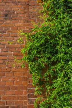 Arka plan. Kırmızı tuğla duvarda groving doğal gür yeşil sarmaşık