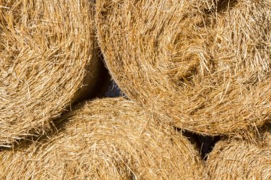 Kapatın. Çiğ ve organik saman balyası. Arkaplan veya doku. 