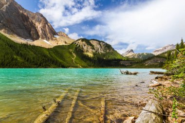 Rocky Dağları. Ölü, devrilmiş ağaçlar Sherbrook Gölü kıyısını süslüyor. Yoho Ulusal Parkı, İngiliz Kolombiyası, Kanada