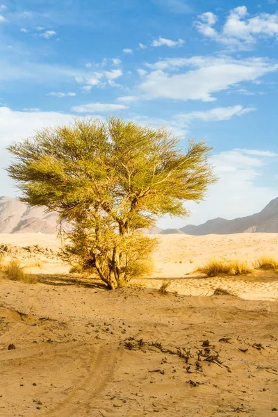 Grön Växt Saharaöknen Sahara Cypress Eller Tarout Cupressus Dupreziana Mycket — Stockfoto