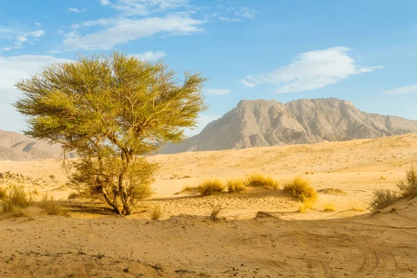 Planta Verde Desierto Del Sahara Ciprés Saharaui Tarout Cupressus Dupreziana —  Fotos de Stock