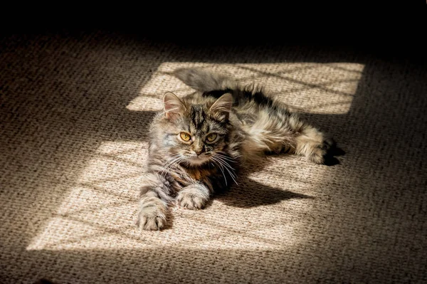 Niedliches Kätzchen Das Schatten Eines Fensterrahmens Umherstreift — Stockfoto